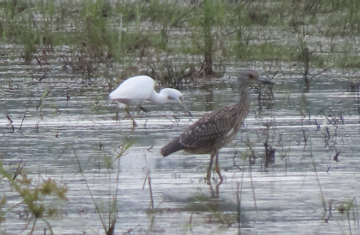 Yellow-crowned Night Heron - ML263330491