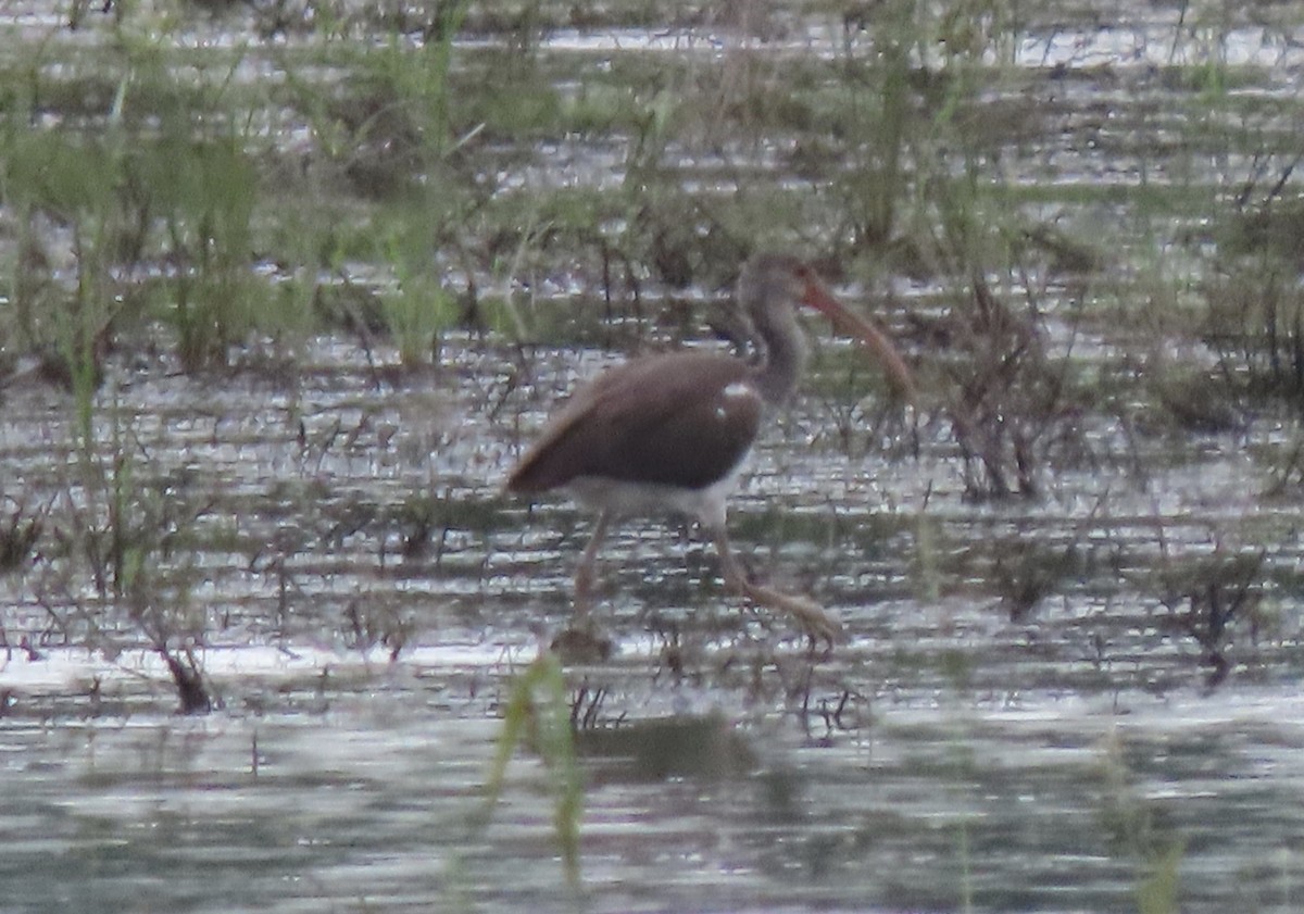 White Ibis - ML263330851