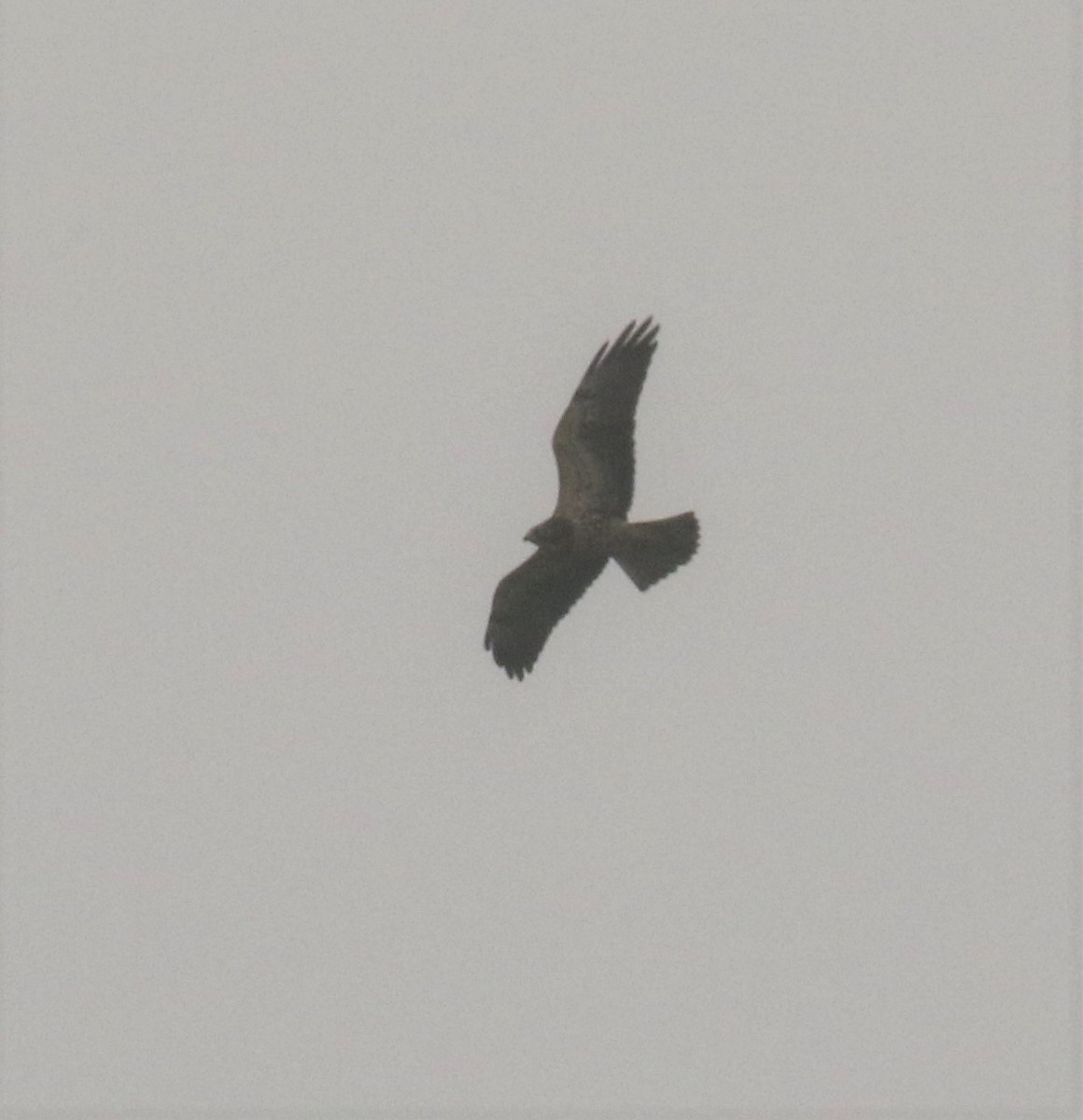 Swainson's Hawk - ML263331791