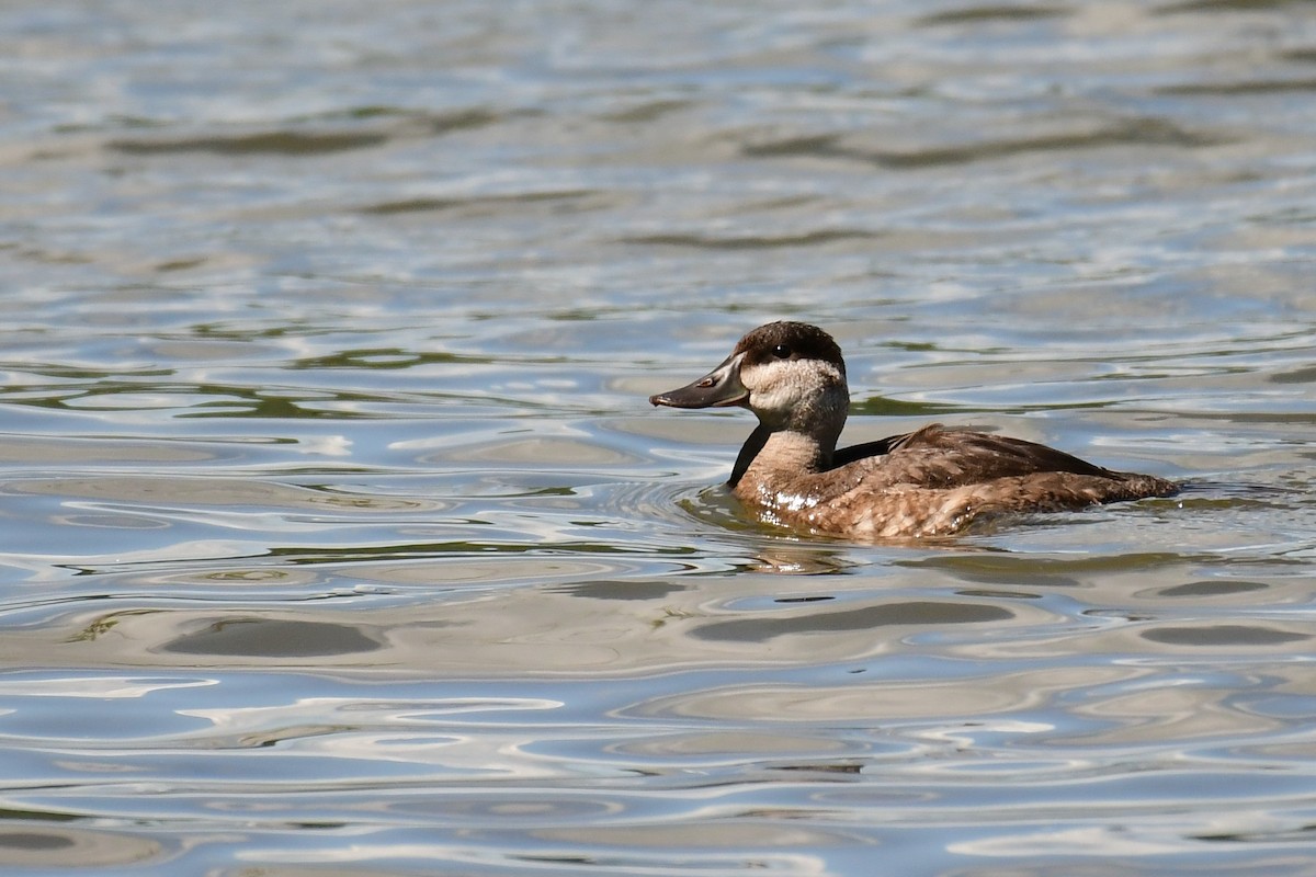 Ruddy Duck - ML263334971