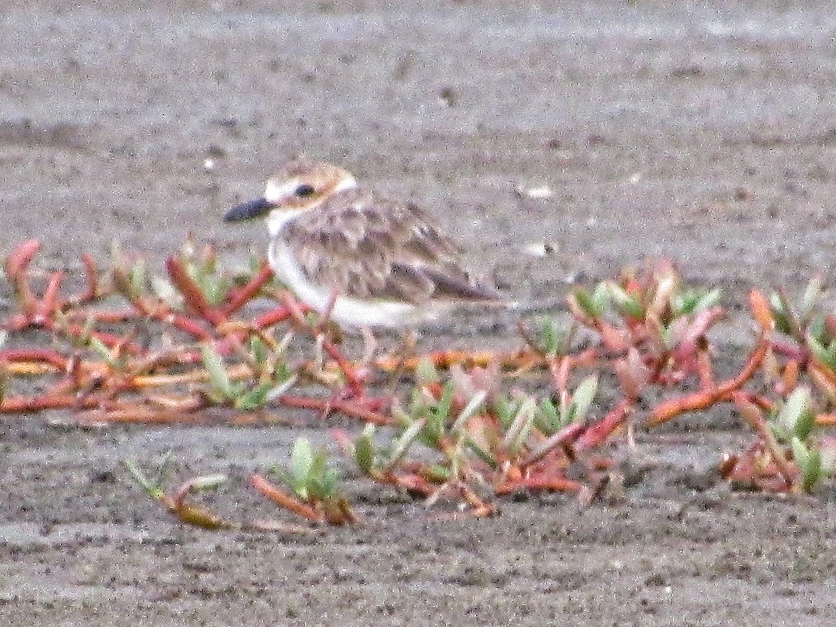 Wilson's Plover - ML263336031