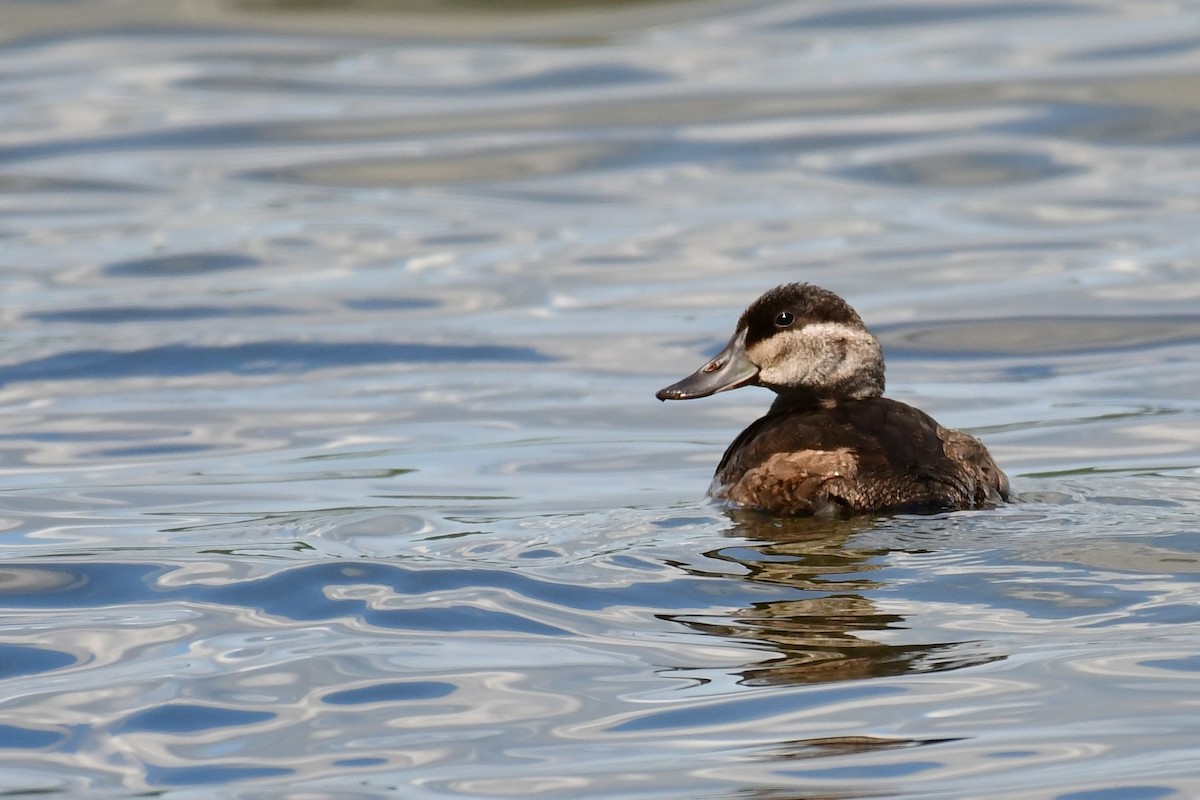 Ruddy Duck - ML263336051