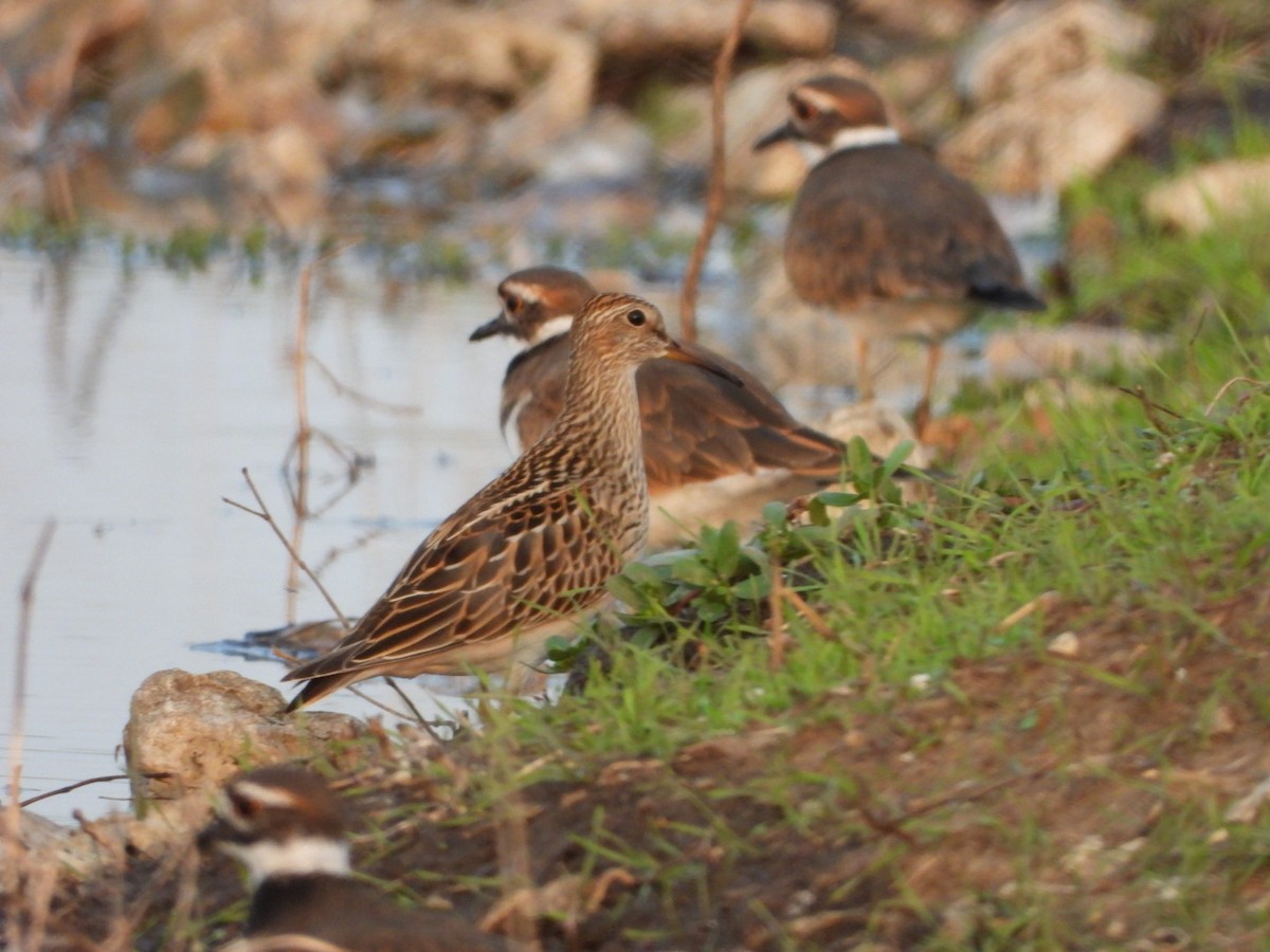 Pectoral Sandpiper - ML263336651