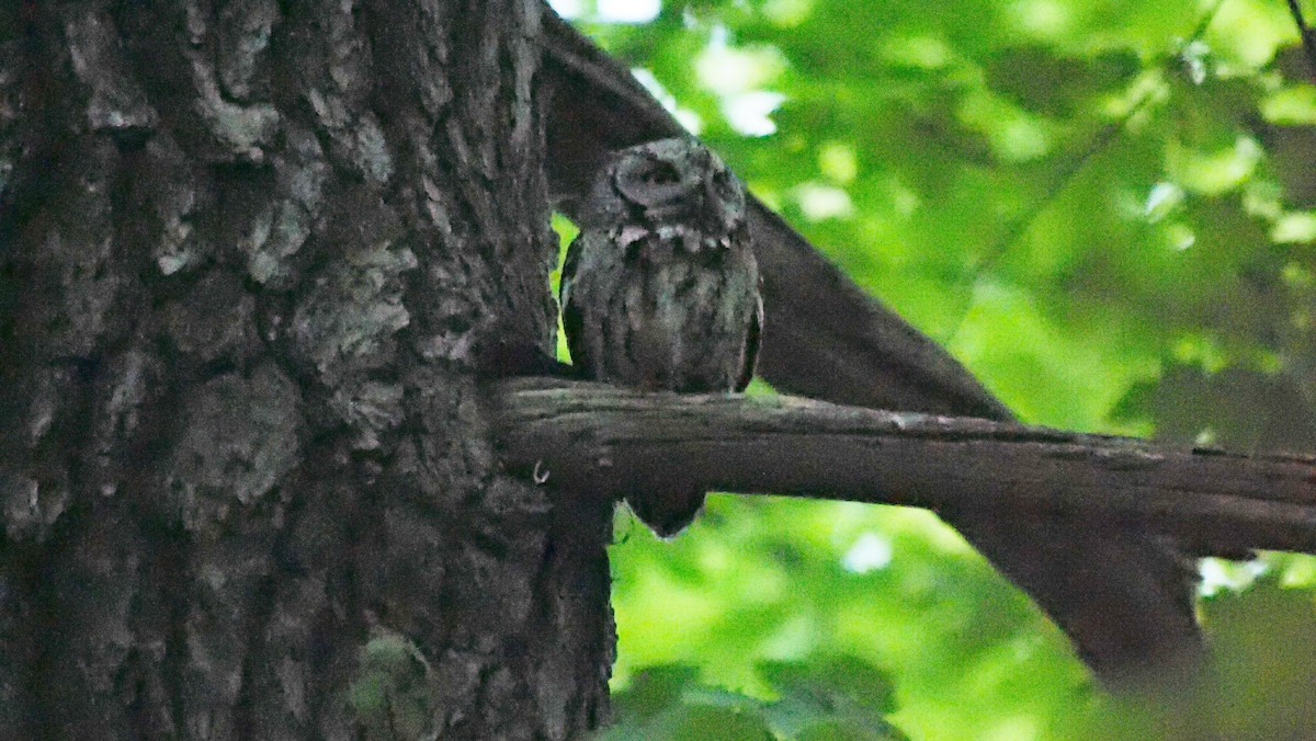Eastern Screech-Owl - Mark Cloutier