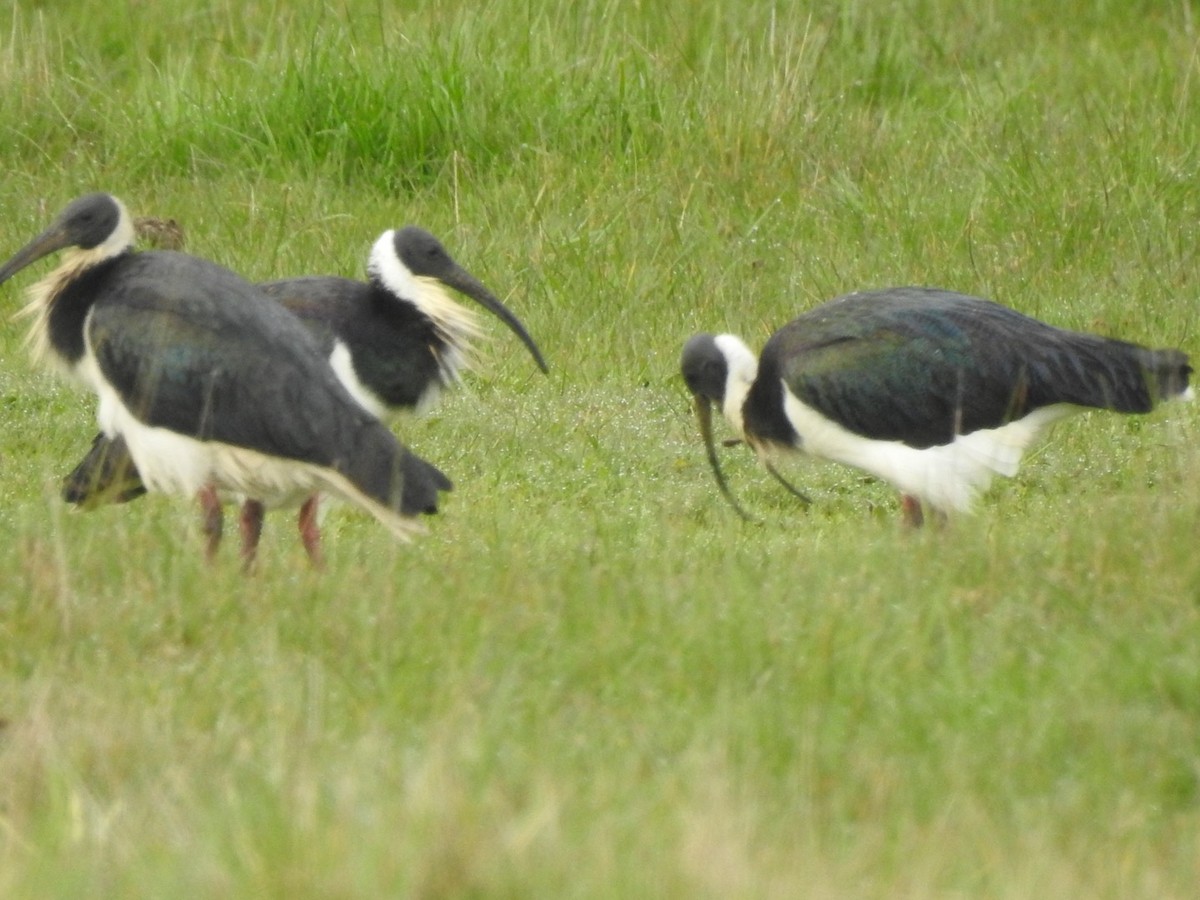 ibis slámokrký - ML263336731