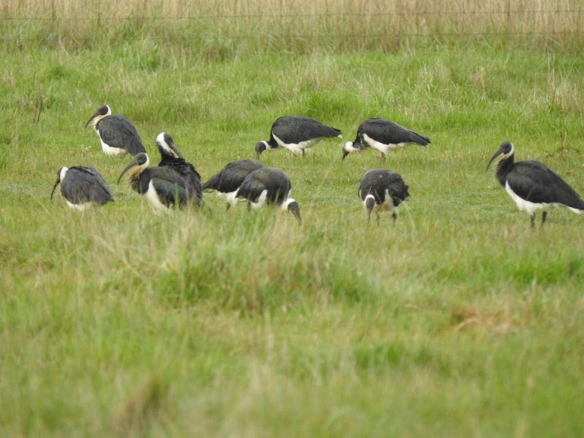 ibis slámokrký - ML263337901