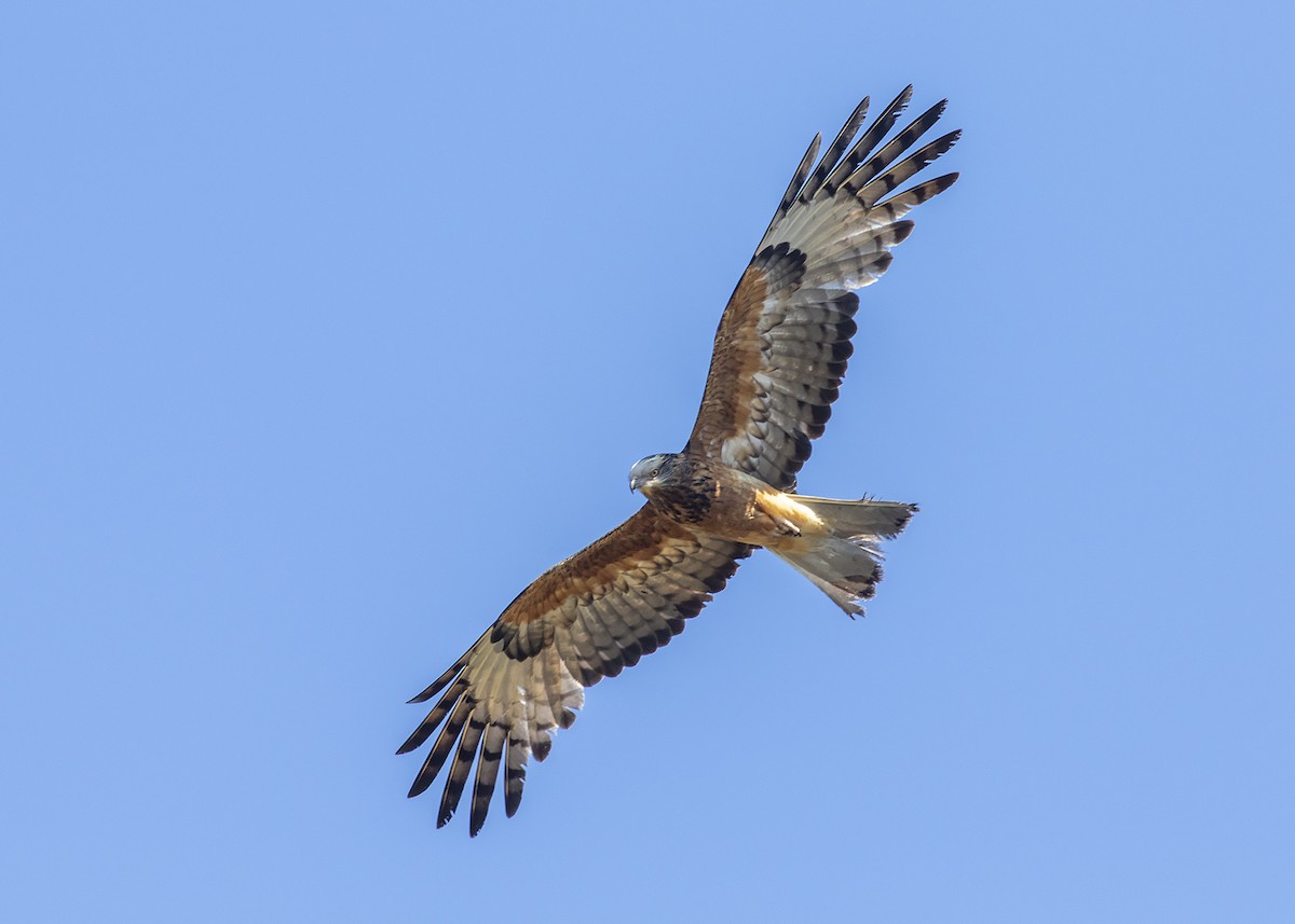 Square-tailed Kite - ML263338661