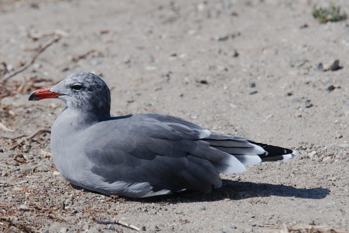 Heermann's Gull - ML263339001