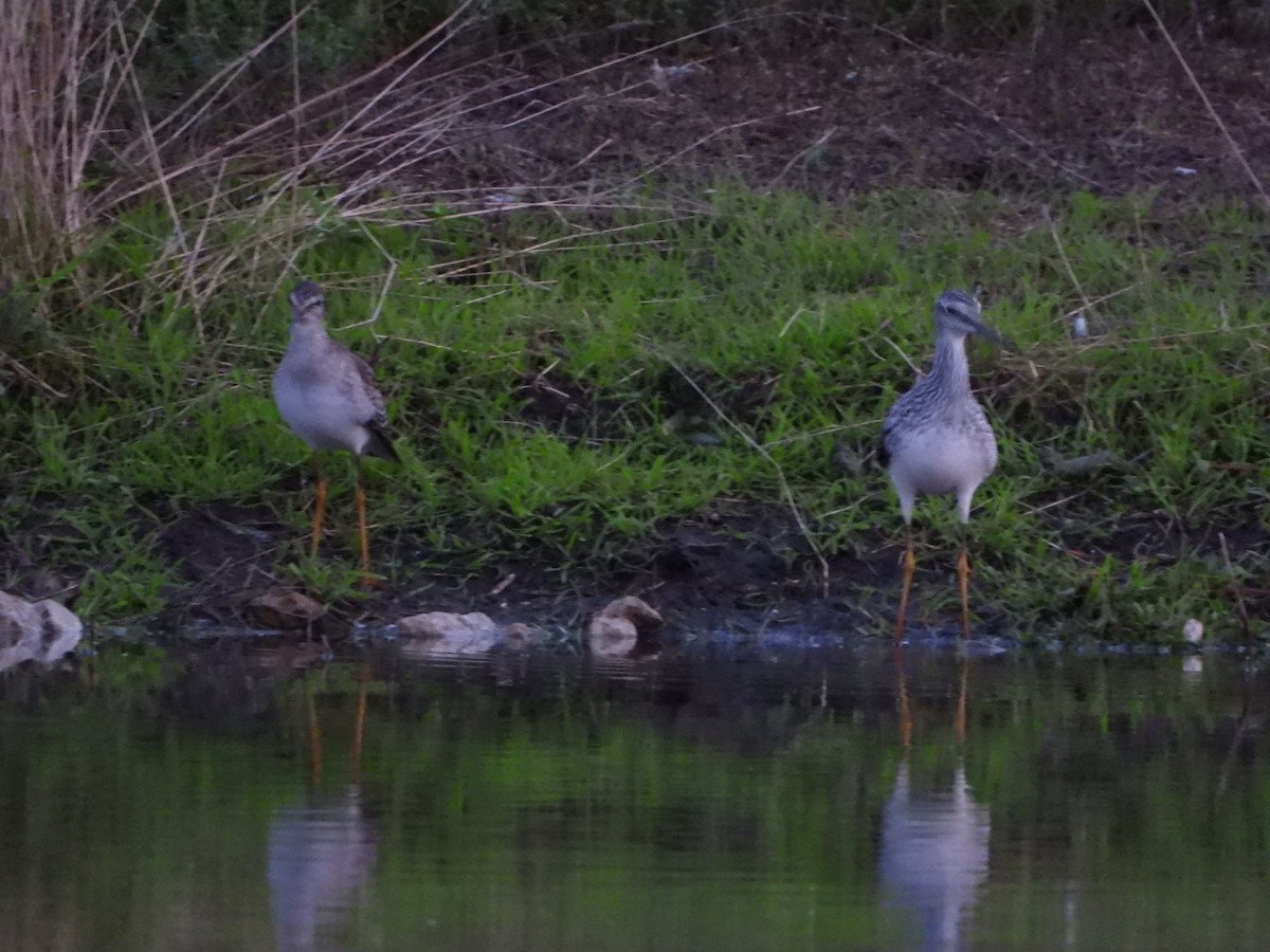 Greater Yellowlegs - ML263339181