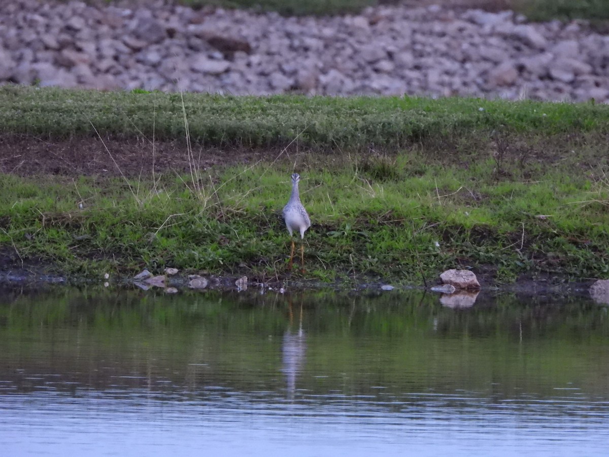 Greater Yellowlegs - ML263339451