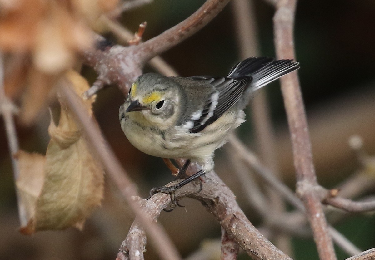 Black-throated Gray x Hermit Warbler (hybrid) - Andrew Engilis