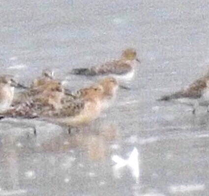 Buff-breasted Sandpiper - ML263342231