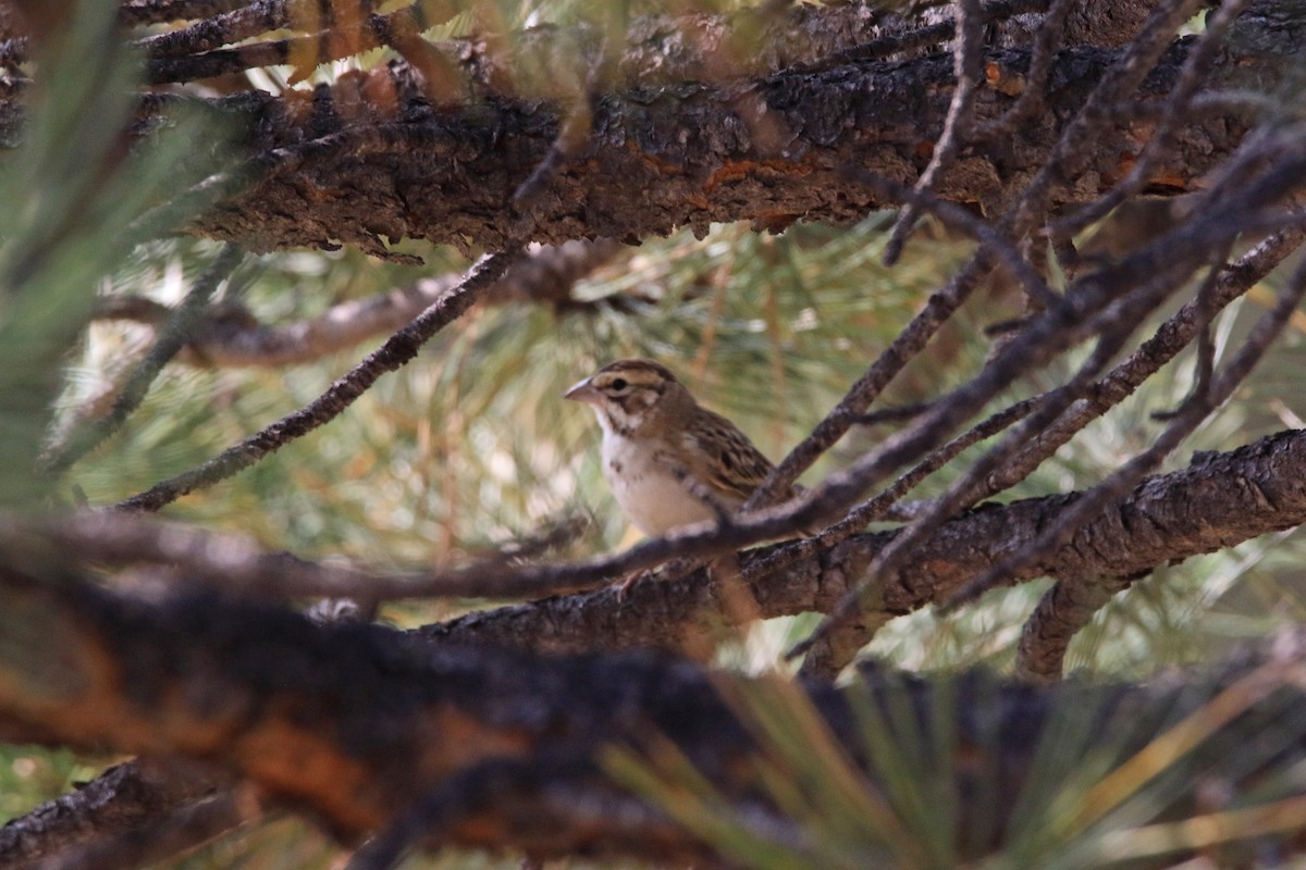 Lark Sparrow - ML263343291