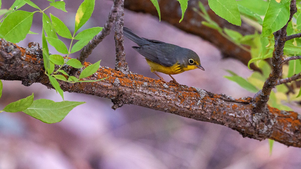 Canada Warbler - ML263344631