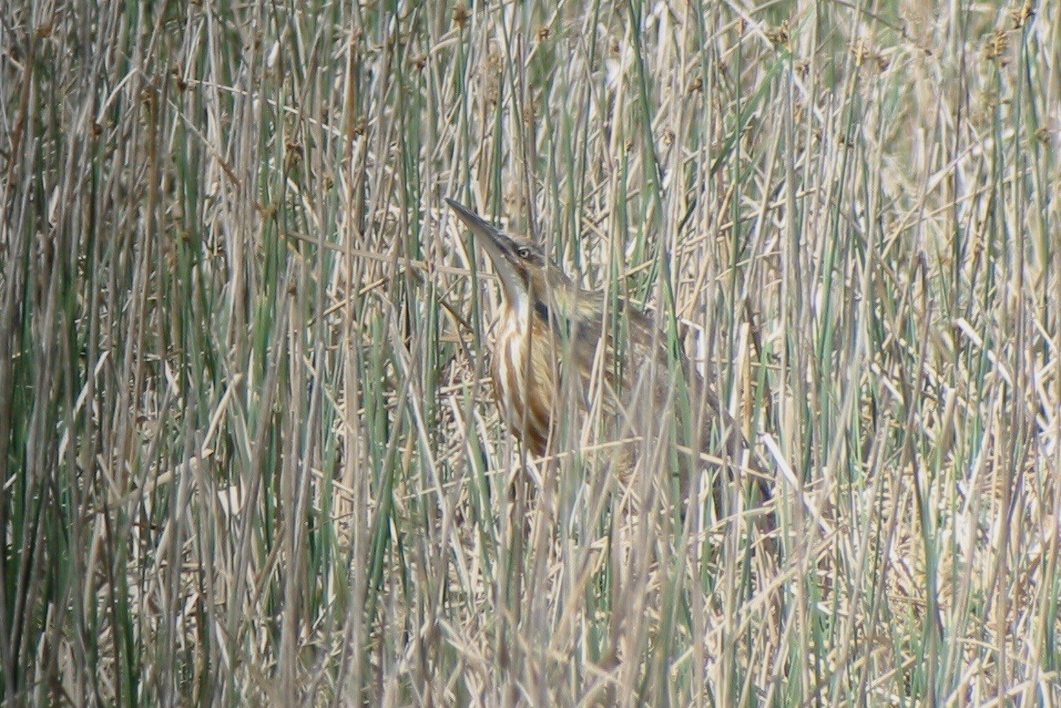 American Bittern - ML263345021