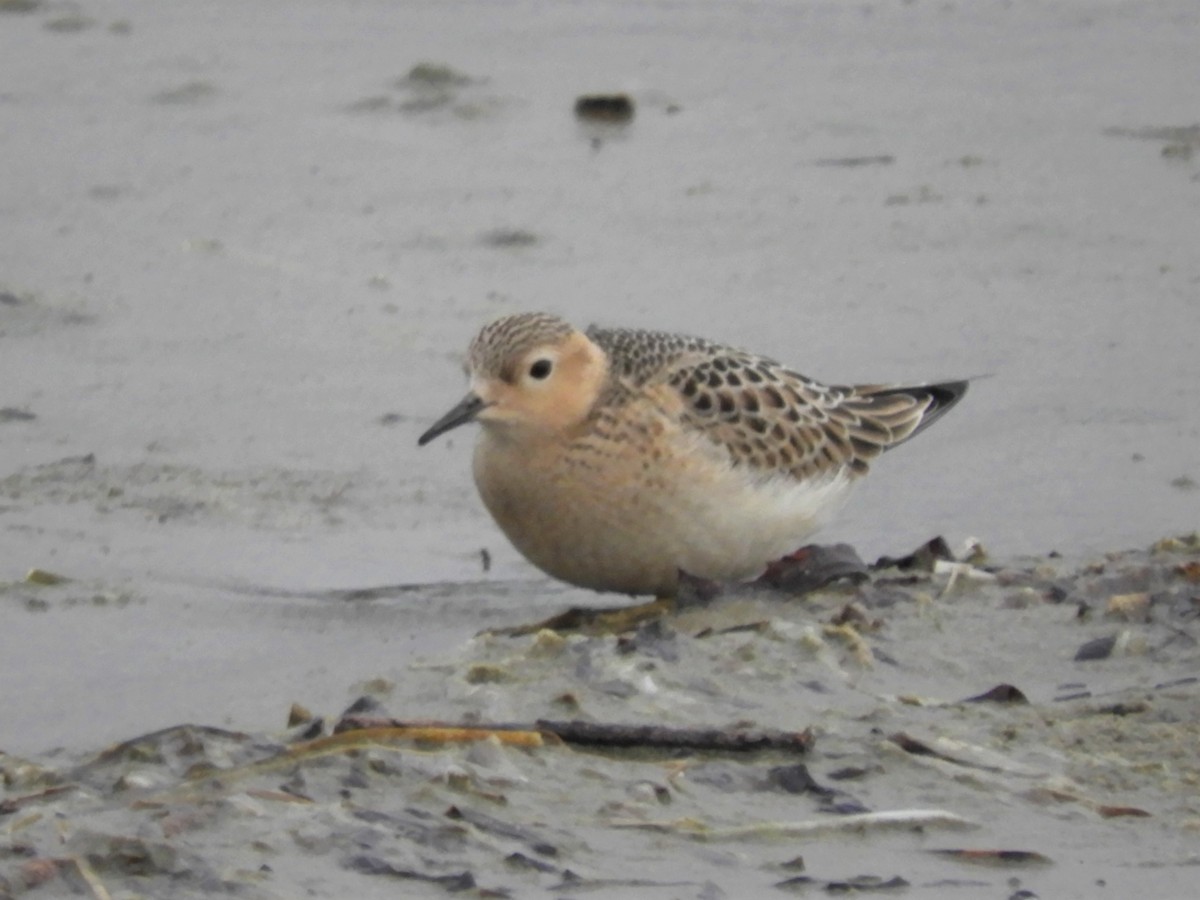 Buff-breasted Sandpiper - ML263345211