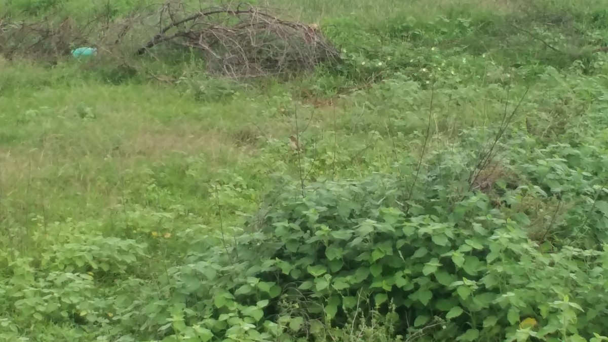 Prinia forestière - ML263345361