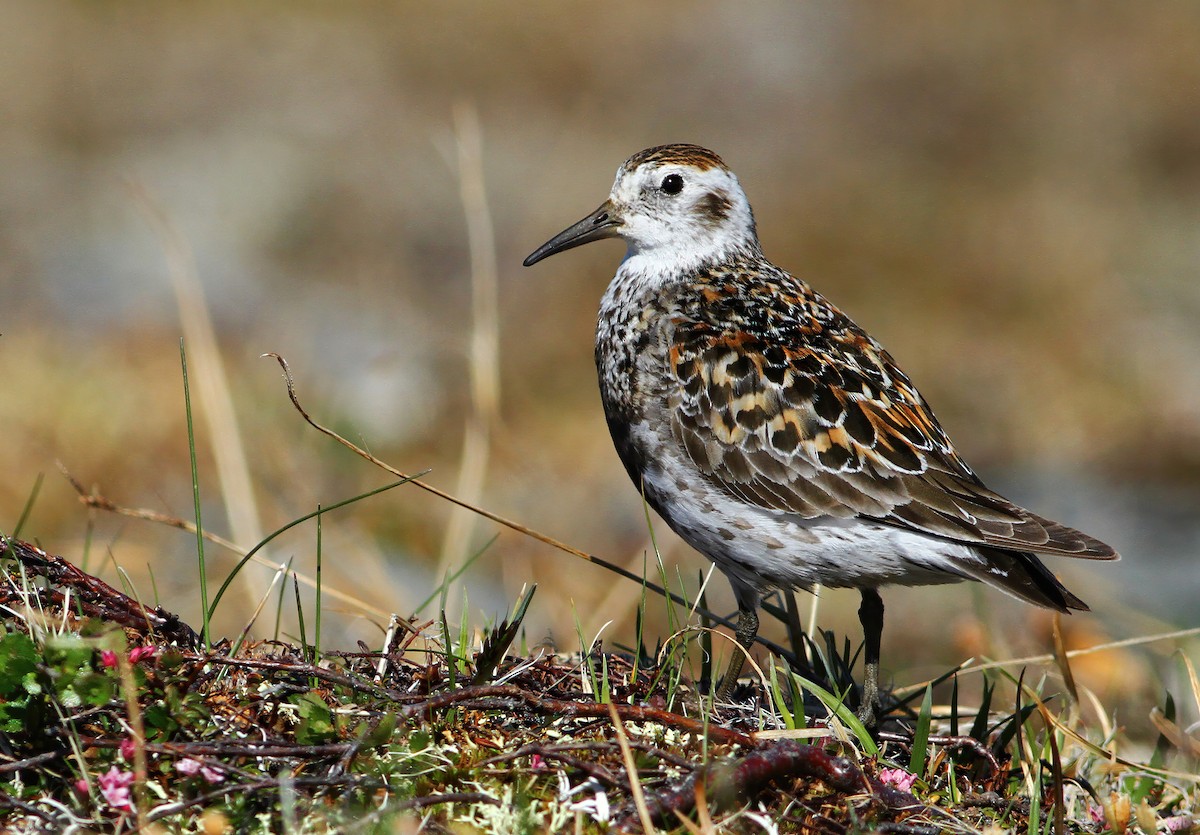 Rock Sandpiper (tschuktschorum) - ML263346671