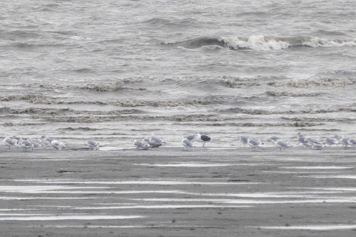 Slaty-backed Gull - ML263346791