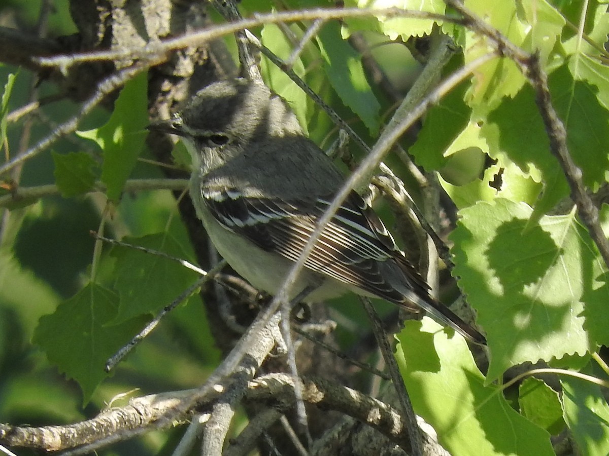 Plumbeous Vireo - ML26334751