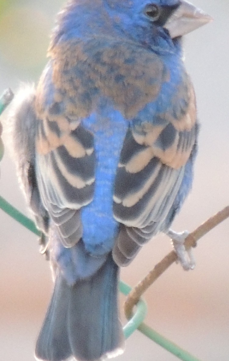 Blue Grosbeak - ML26334801