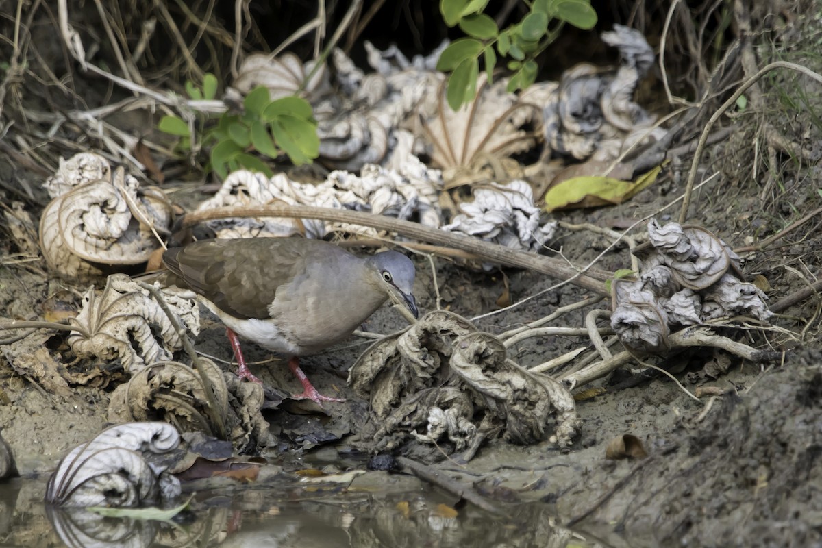 Gray-headed Dove - Jorge Eduardo Ruano