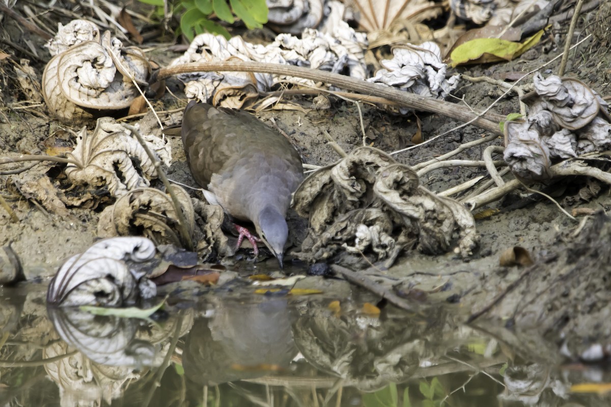 Gray-headed Dove - Jorge Eduardo Ruano