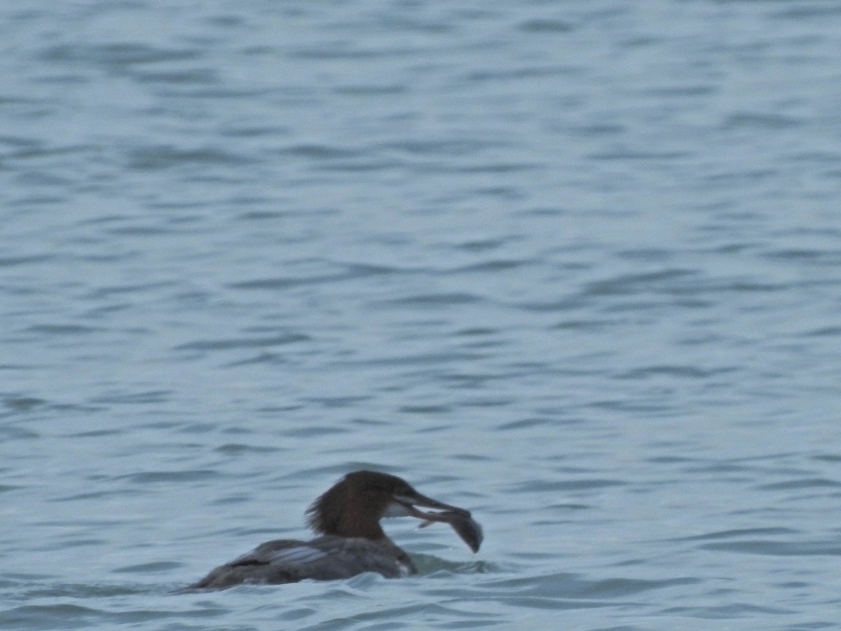 Common Merganser - Laura Burke