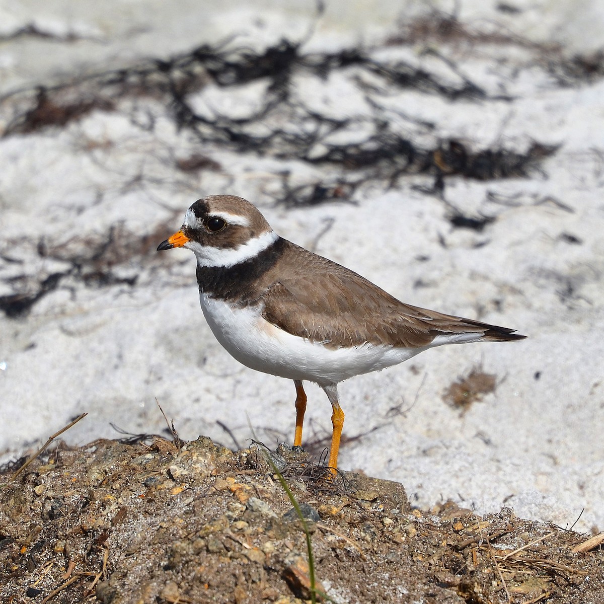 Common Ringed Plover - ML263350341