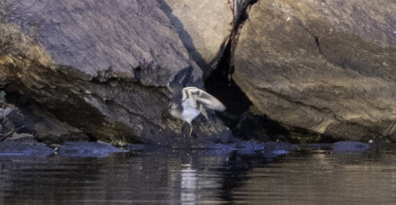 Spotted Sandpiper - ML263351621