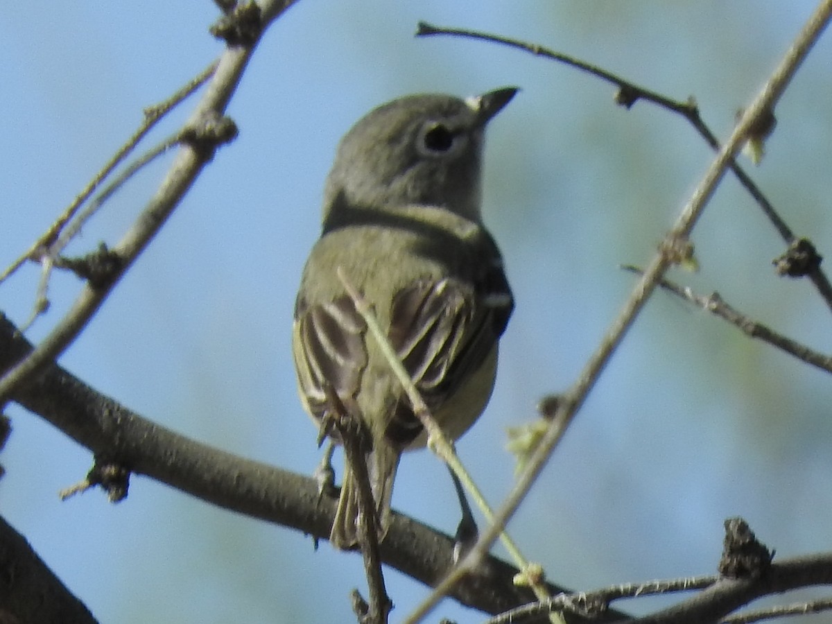 Cassin's Vireo - Paul Suchanek