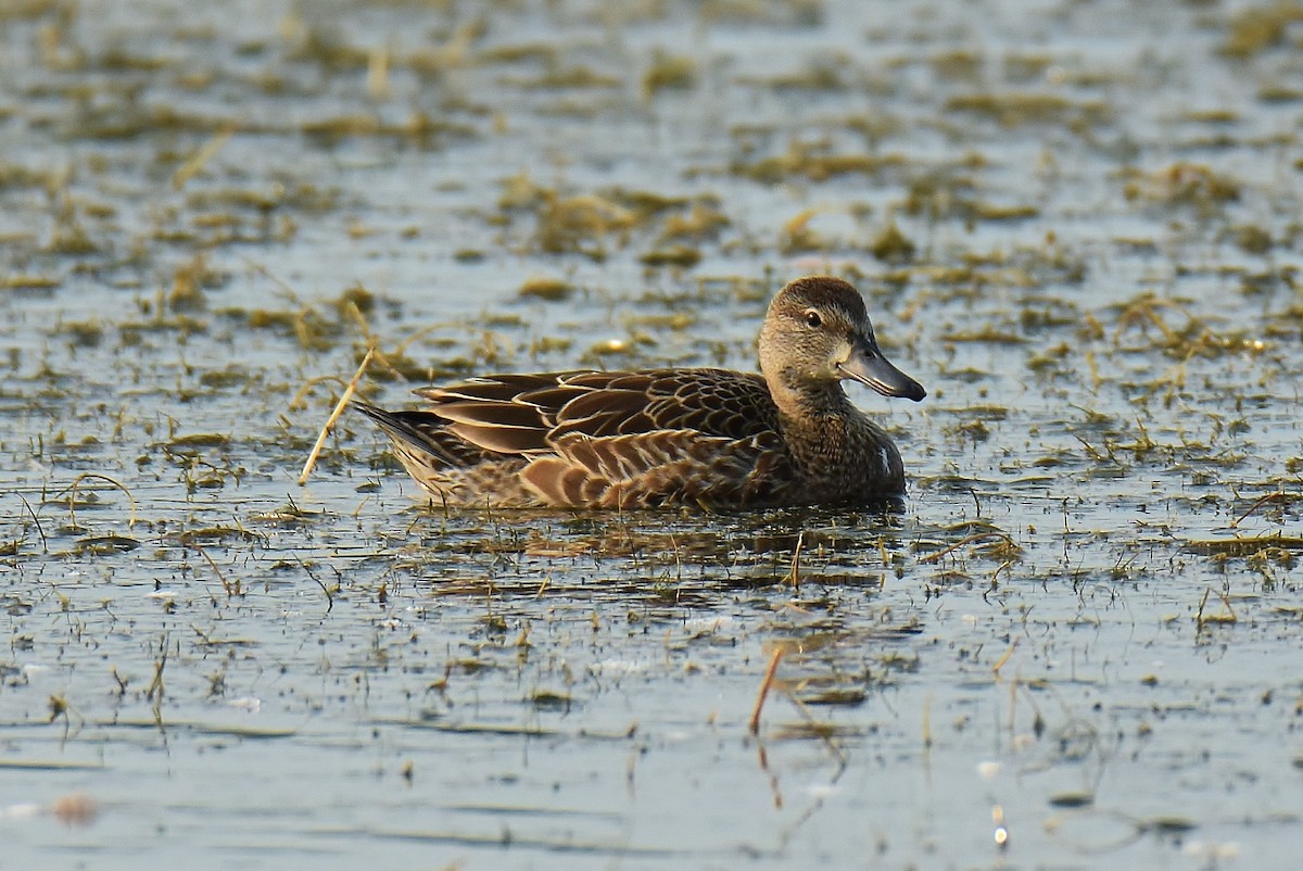Blue-winged Teal - ML263354321