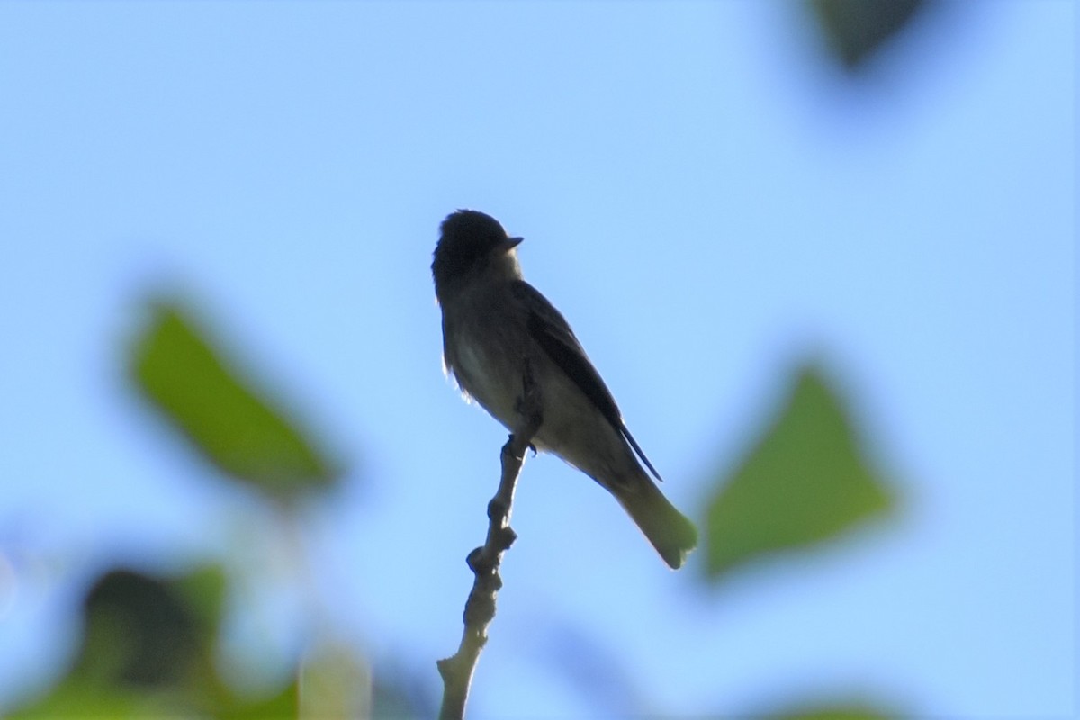 Western Wood-Pewee - ML263354381