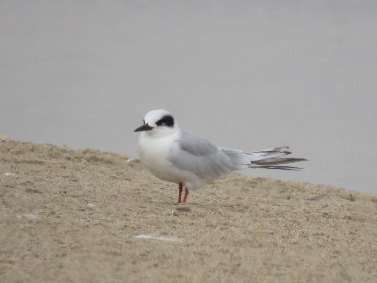 Forster's Tern - ML263354551