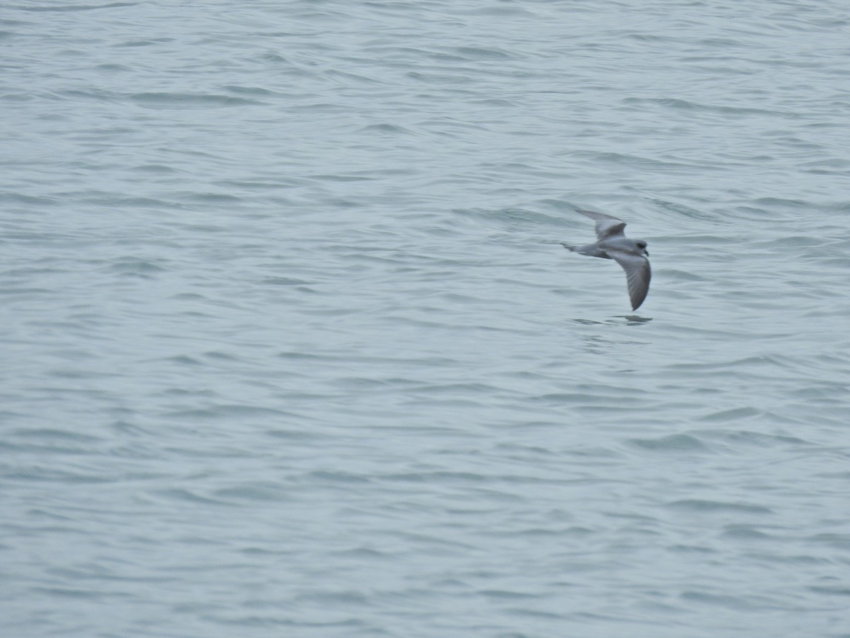 Fork-tailed Storm-Petrel - Laura Burke