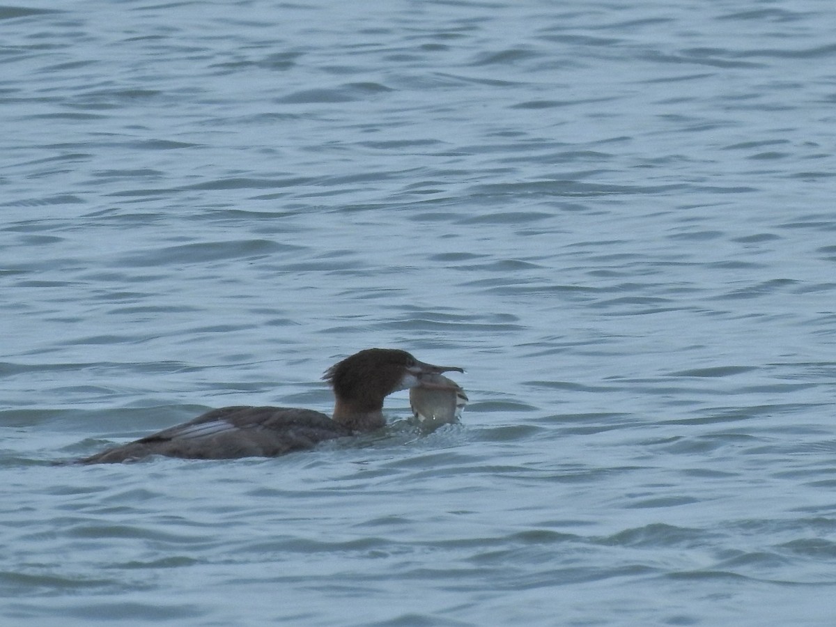 Common Merganser - Laura Burke