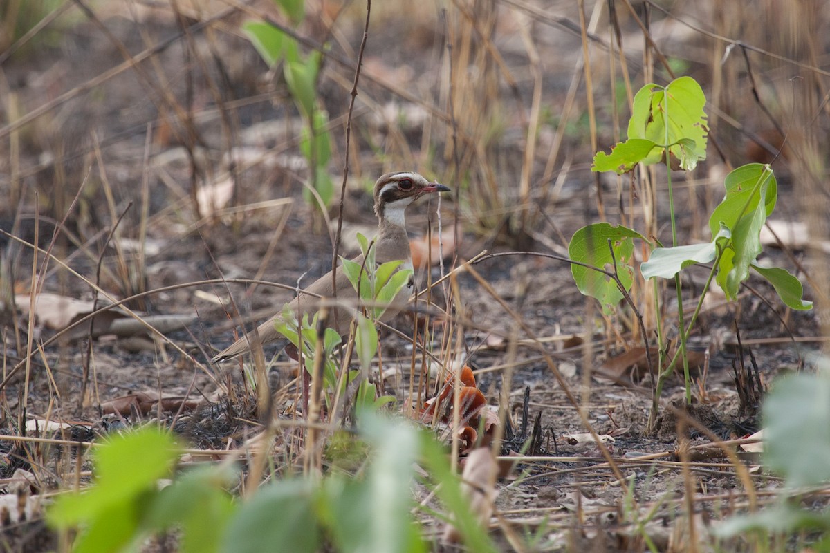 Bronze-winged Courser - Simon Colenutt