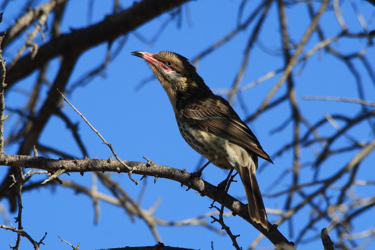Spiny-cheeked Honeyeater - ML263358161