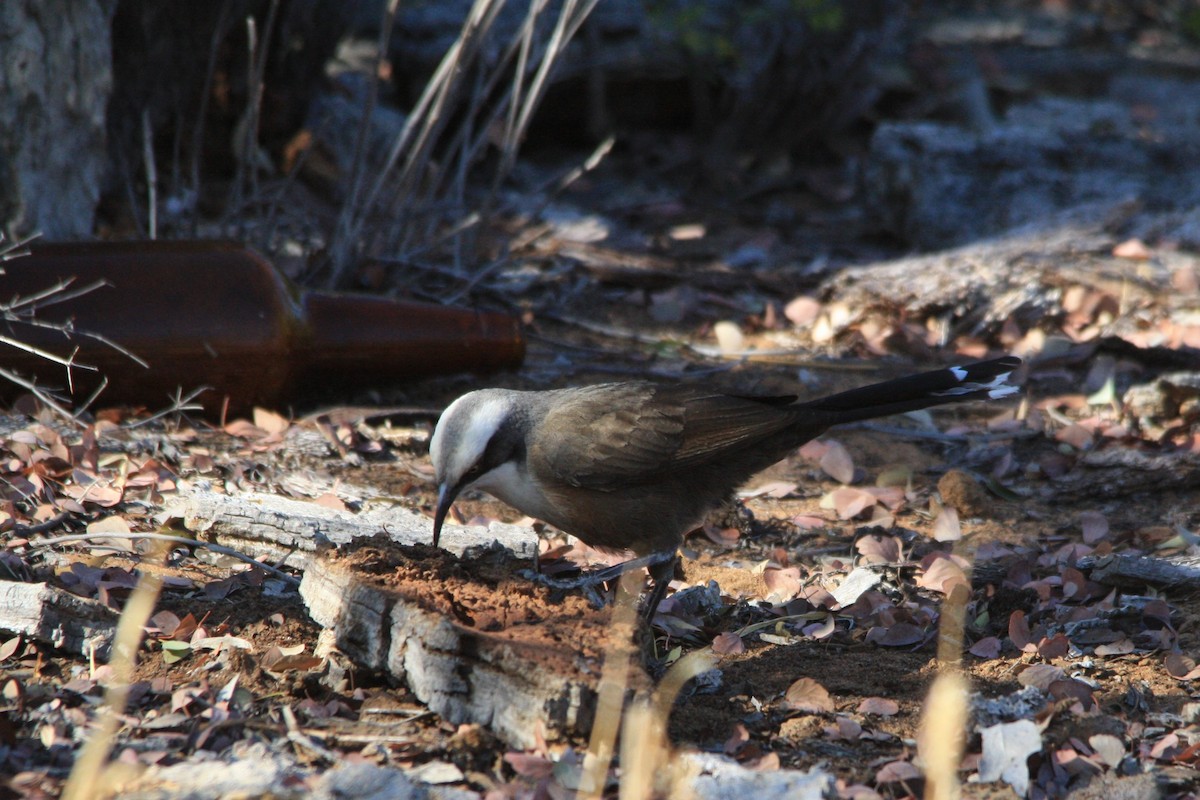 Gray-crowned Babbler - ML263358181