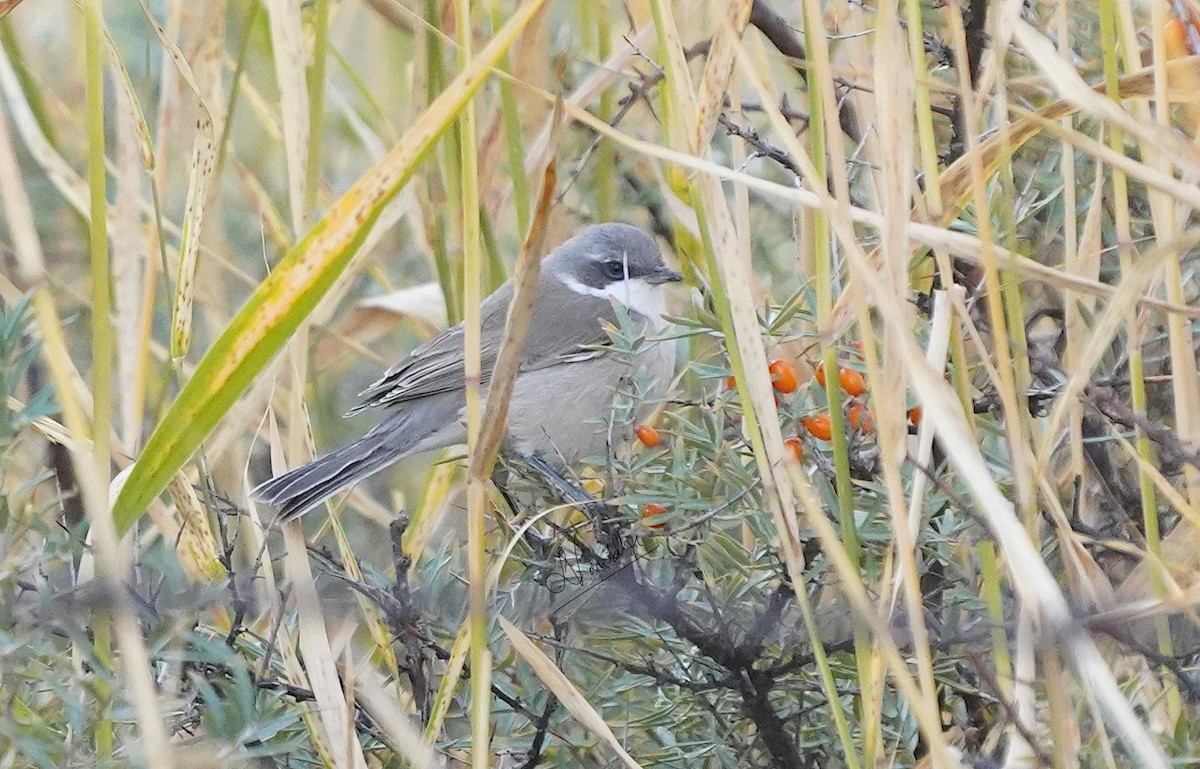 Lesser Whitethroat (Lesser/Desert/Hume's) - Lobzang Visuddha