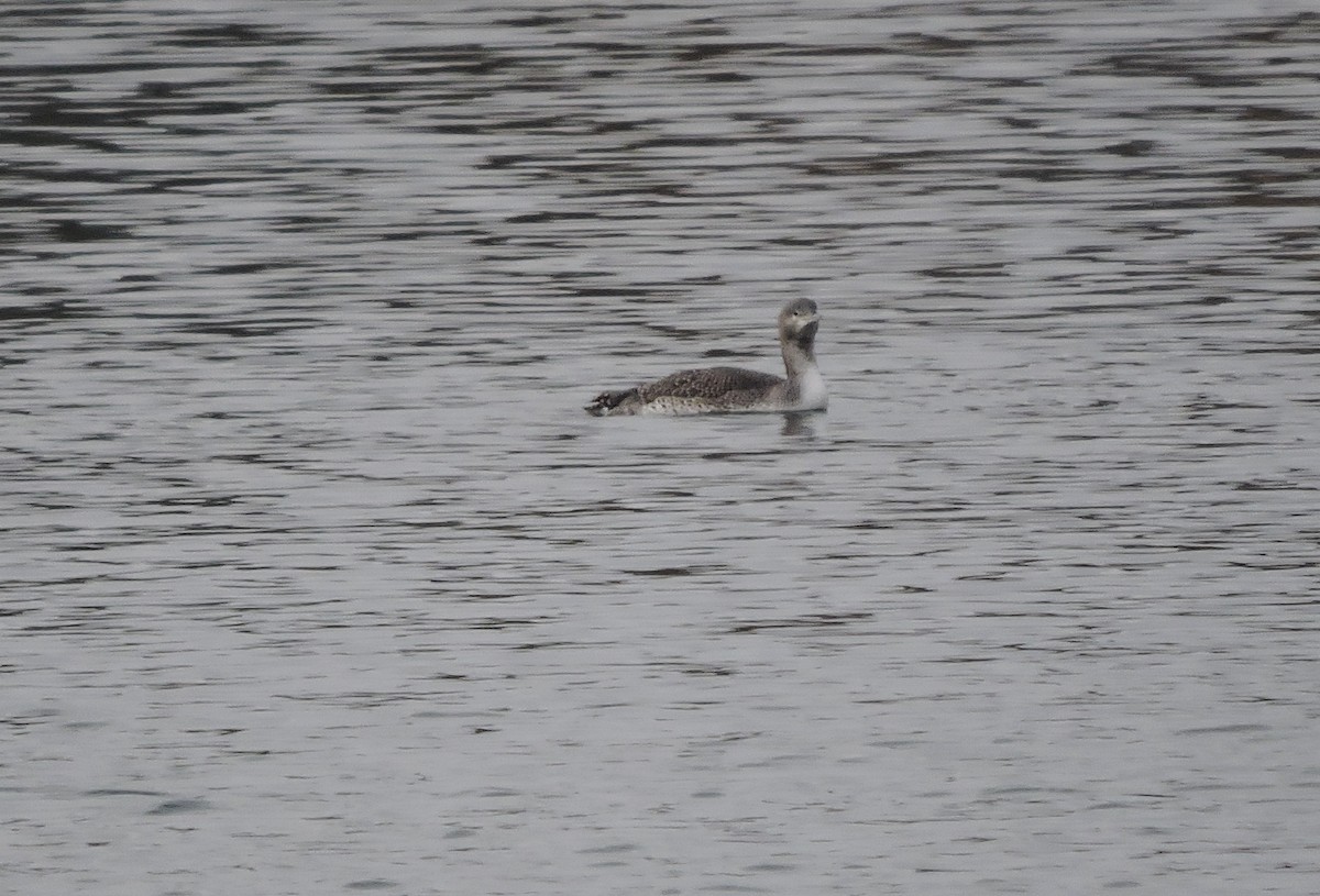 Red-throated Loon - Daniel Casey