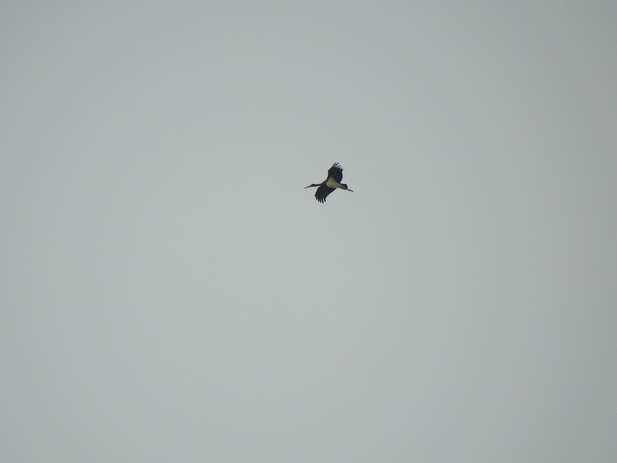 Black Stork - ML263360441