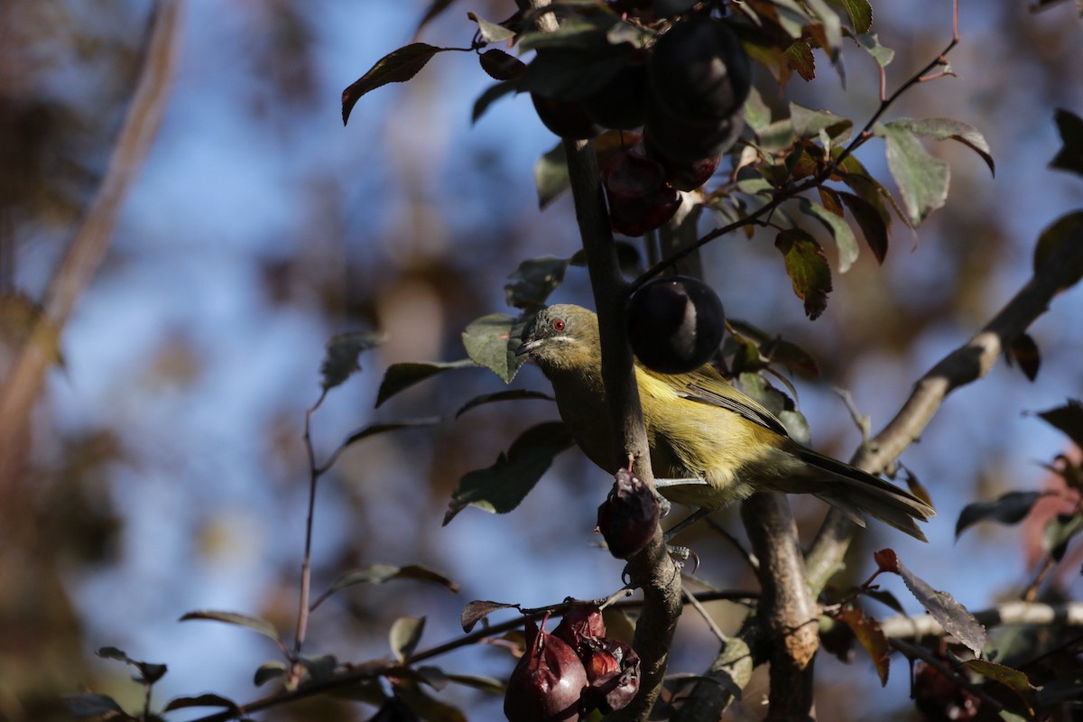 New Zealand Bellbird - ML263361001