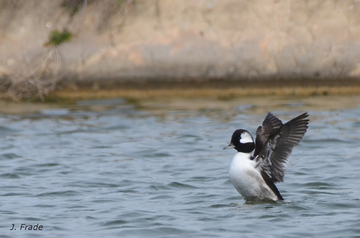 Bufflehead - José Frade