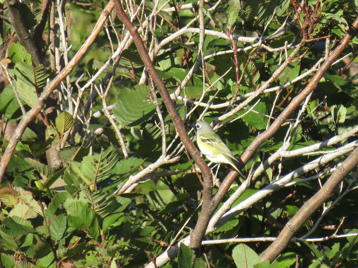 Blue-headed Vireo - ML263363031