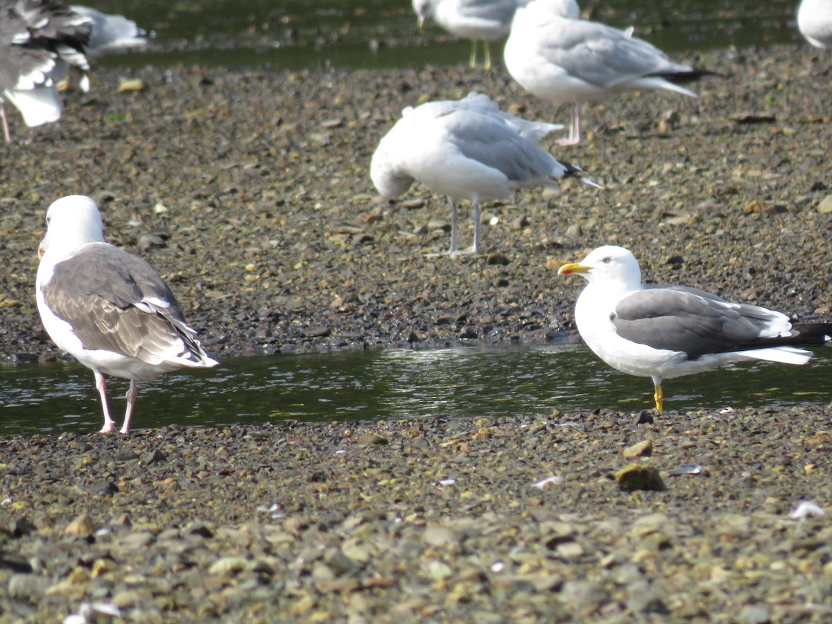 Lesser Black-backed Gull - ML263364861