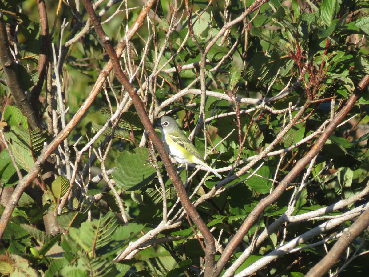 Blue-headed Vireo - ML263364871