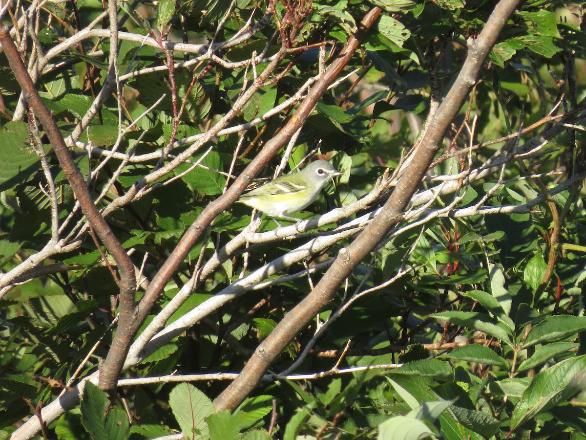 Blue-headed Vireo - ML263364881