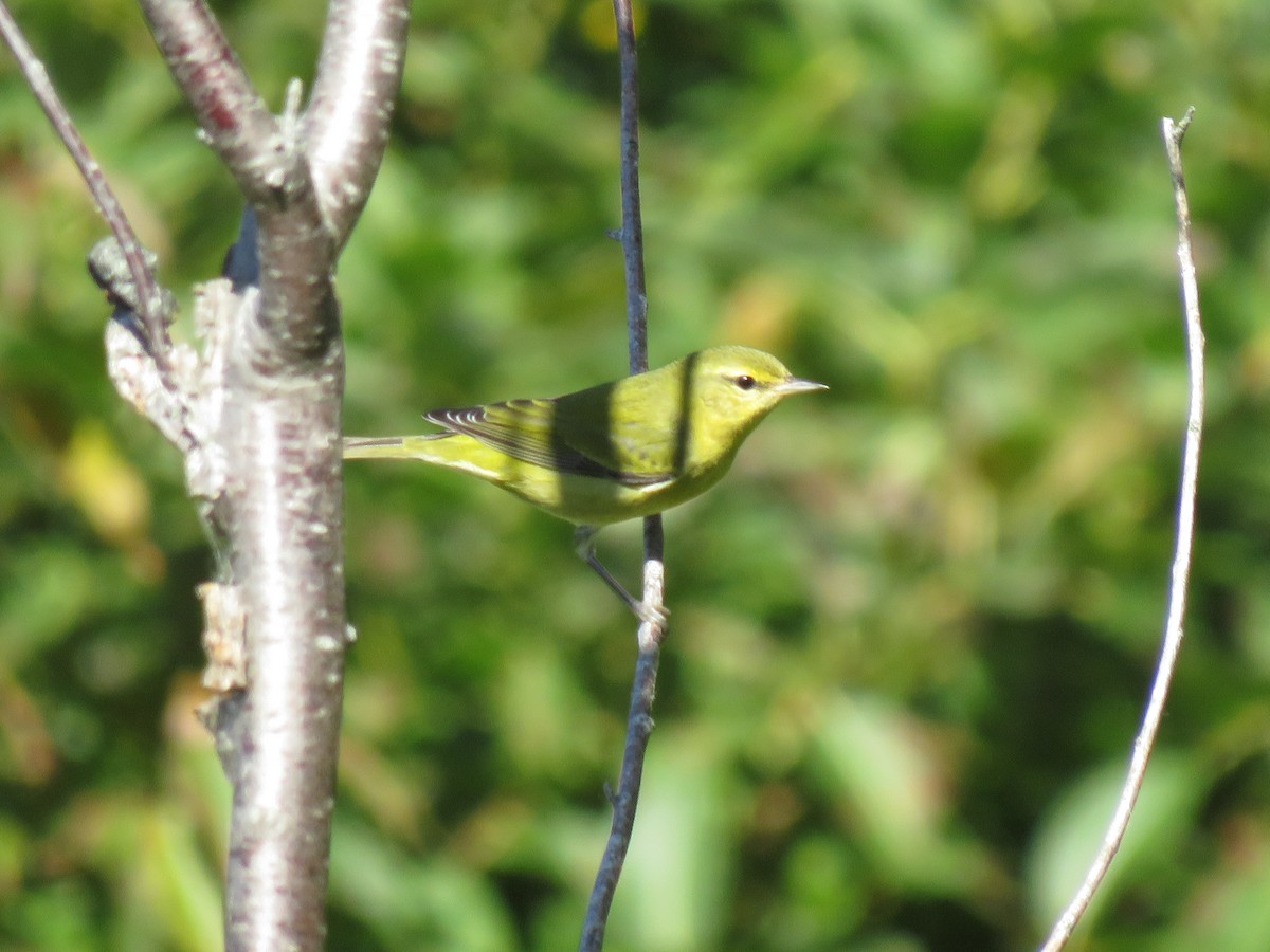 Tennessee Warbler - ML263364971