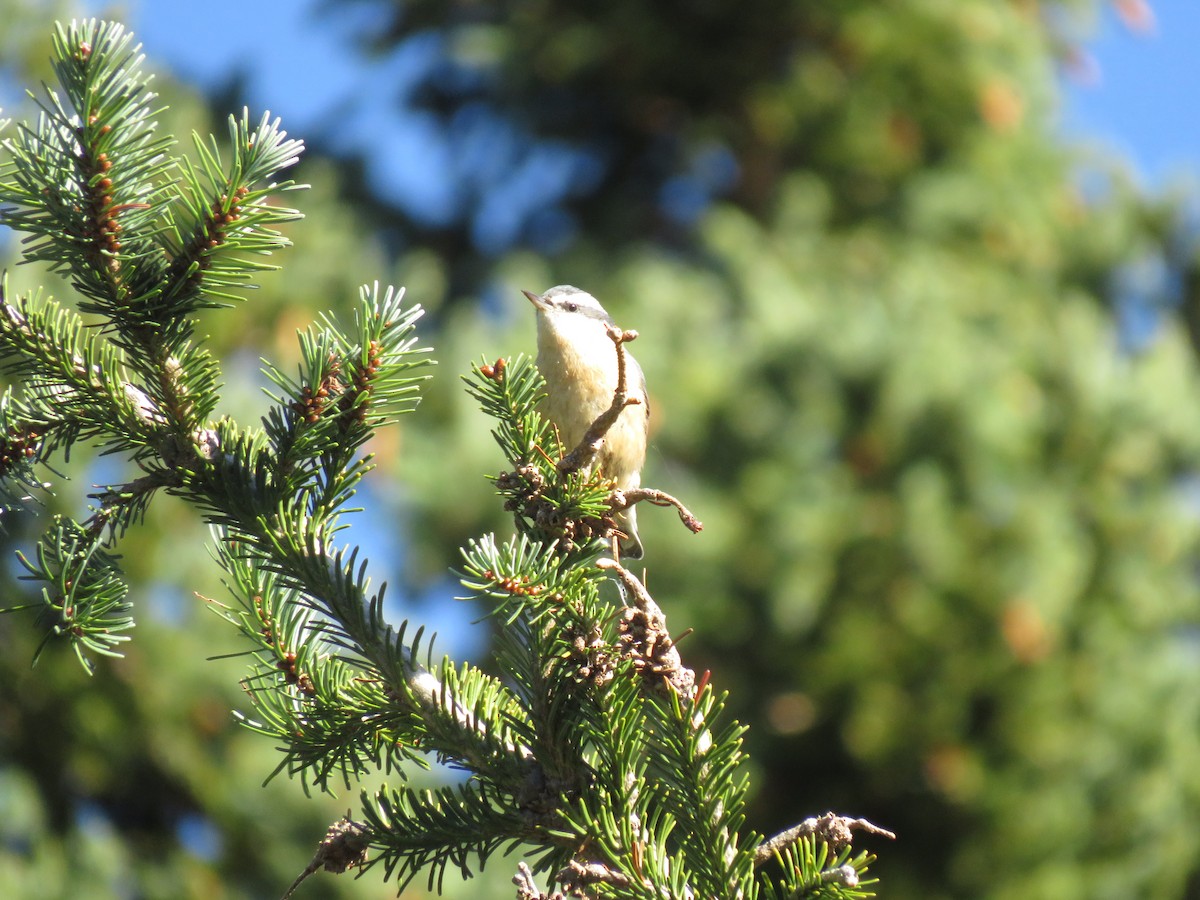 Red-breasted Nuthatch - ML263365001